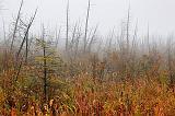 Blighted Forest In Fog_08563